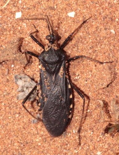Holotrichius denudatus